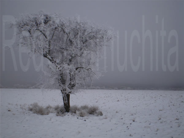 fotos de arboles nevados arboles nevados